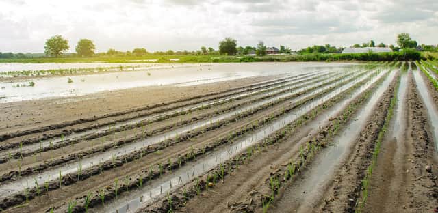 Farmers are really struggling after so much rain has fallen. Photo: Adobe