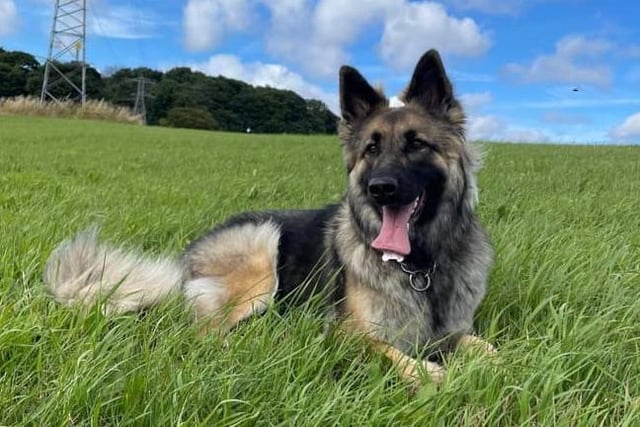 Sun's out, tongue's out for International Dog Day. Xena enjoys some time in the fresh air.