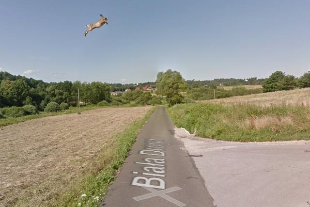 Spotted in Poland, this hare appears to be aiming for the sky.