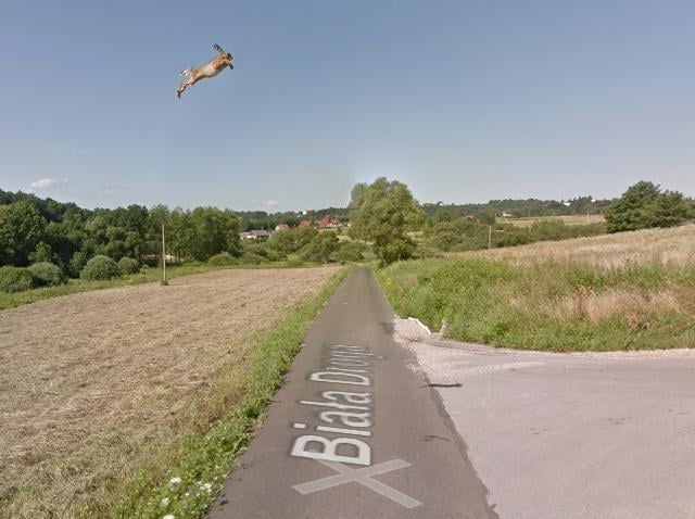 Spotted in Poland, this hare appears to be aiming for the sky.