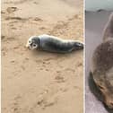 The seal had to be taken to  Tynemouth Seal Hospital after rescue teams discovered it had an infection around it's mouth. Photo: Jason Woodhouse.