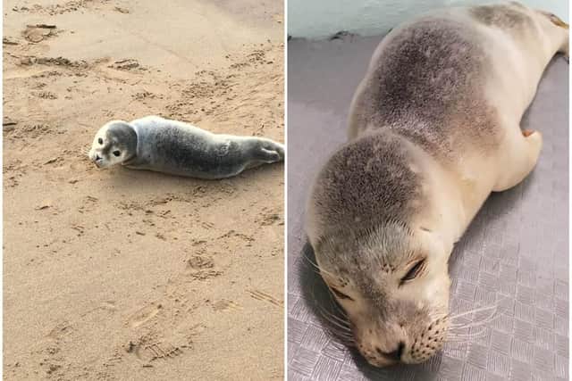 The seal had to be taken to Tynemouth Seal Hospital after rescue teams discovered it had an infection around it's mouth. Photo: Jason Woodhouse.