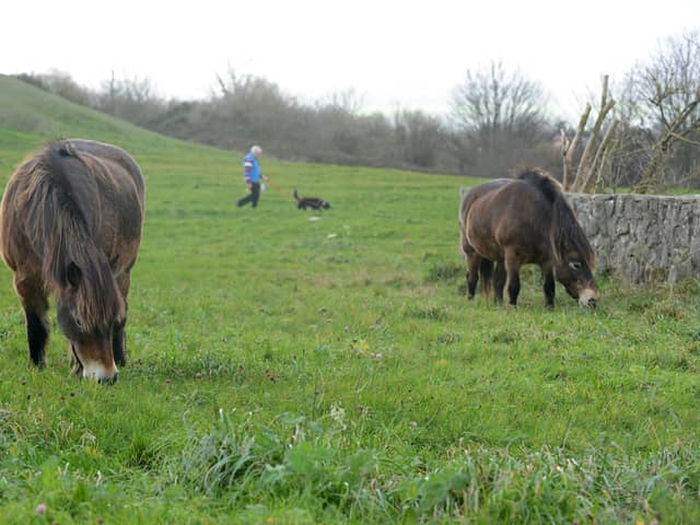 The Exmoor ponies have made a return to Cleadon Hills to manage the land over the winter.