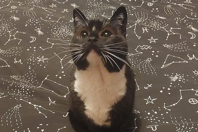 Gertrude, a rescue cat from Pawz for Though, in her forever home. What a pretty girl!