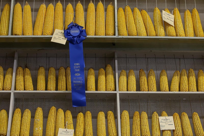 Start out modestly to get the ball rolling - that's the way forward. With those top-notch training facilities, there's room for a field or two in which to cultivate some rosette-worthy corn cobs. The Amazon Prime documentary of this journey would be gripping viewing.