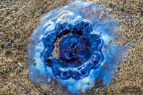 Mick Naisbitt photographed the Bluefire jellyfish while walking along Ryhope beach in Sunderland.