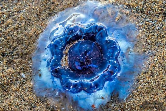 Mick Naisbitt photographed the Bluefire jellyfish while walking along Ryhope beach in Sunderland.