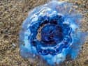 Mick Naisbitt photographed the Bluefire jellyfish while walking along Ryhope beach in Sunderland.