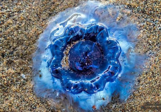Mick Naisbitt photographed the Bluefire jellyfish while walking along Ryhope beach in Sunderland.