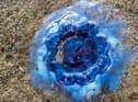 Mick Naisbitt photographed the Bluefire jellyfish while walking along Ryhope beach in Sunderland.