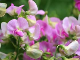 Plant now for great colour in spring