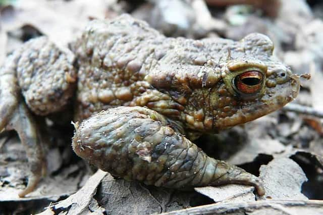 Native amphibians will be settling into their shelters in the UK this winter