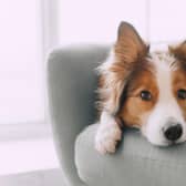 Here are some money saving tips for pet owners