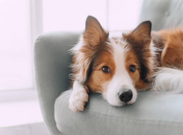 Here are some money saving tips for pet owners