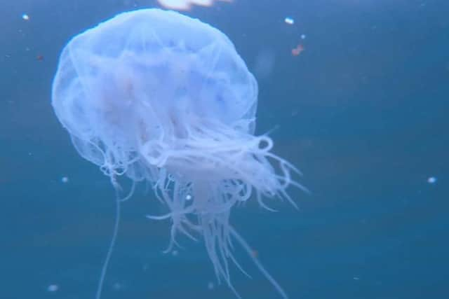 This images shows the many tentacles jellyfish have, taken by Sam Jeffries Petrie during a sea swim at Seaburn.