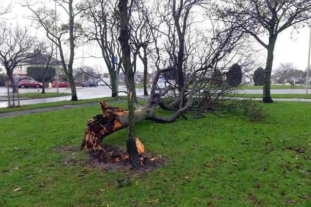 I tree brought down by a previous storm.