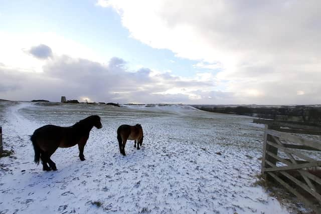 The ponies are well equipped for the winter