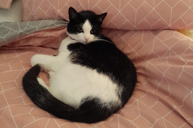 I think you'll find this bed belongs to Tiddles now ...