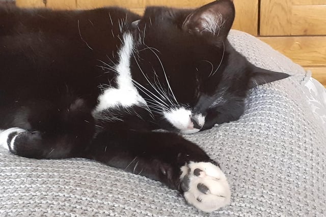 Ozzie invites us to hold a paw while he enjoys a well-deserved nap. It's not easy being this cute!