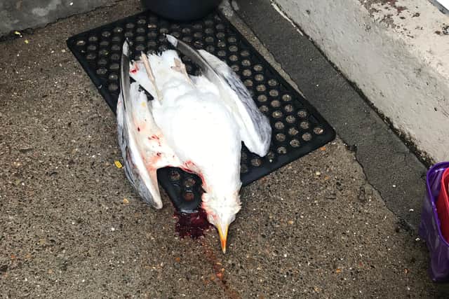 An injured seagull landed in a garden in Lemon Street.