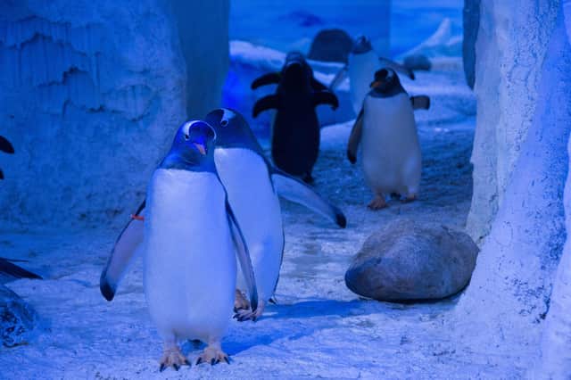 Penguins at the London Sea Life Aquarium