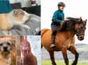 Meet some of the animals in the North East's Pets' Corner - thanks to everyone who shared a photo!