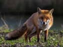 A picture of a fox c/o JonPauling/Pixabay.