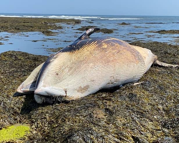 Howick Coastguard Rescue Team has shared this photo of the dead whale as it urged people to stay well clear of the carcass over safety fears.
