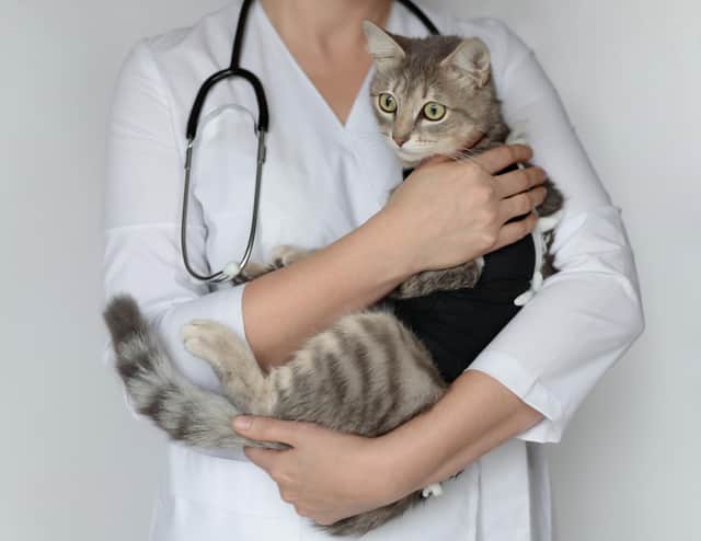 Protecting pets health through spaying (photo: Adobe)