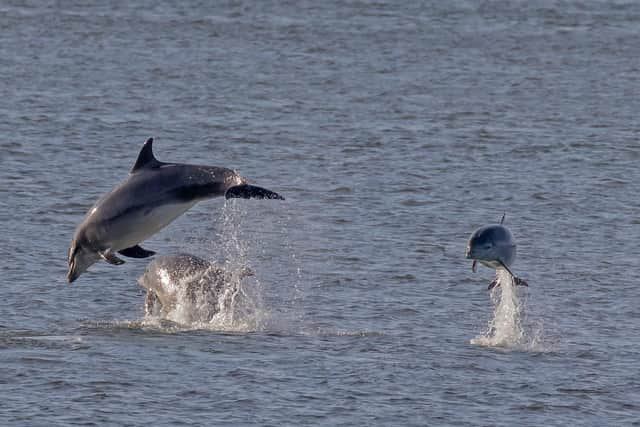 Photographer Stu Thompson captured the pod from South Shields pier on Sunday evening.