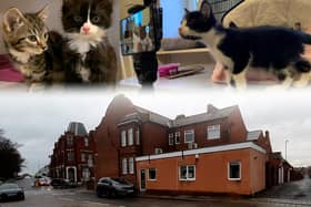 Meet some of the pets staying at Willows Cat Adoption Centre in Wantage Street, South Shields, in the week before Christmas