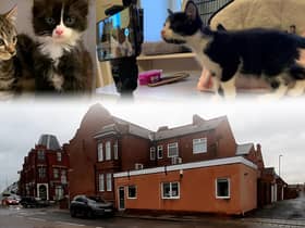 Meet some of the pets staying at Willows Cat Adoption Centre in Wantage Street, South Shields, in the week before Christmas