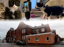 Meet some of the pets staying at Willows Cat Adoption Centre in Wantage Street, South Shields, in the week before Christmas