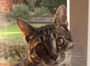 Moses from Willows Cat Adoption Centre