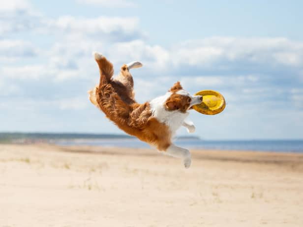 Taking your dog on holiday does them good (photo: Adobe)