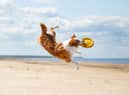 Taking your dog on holiday does them good (photo: Adobe)