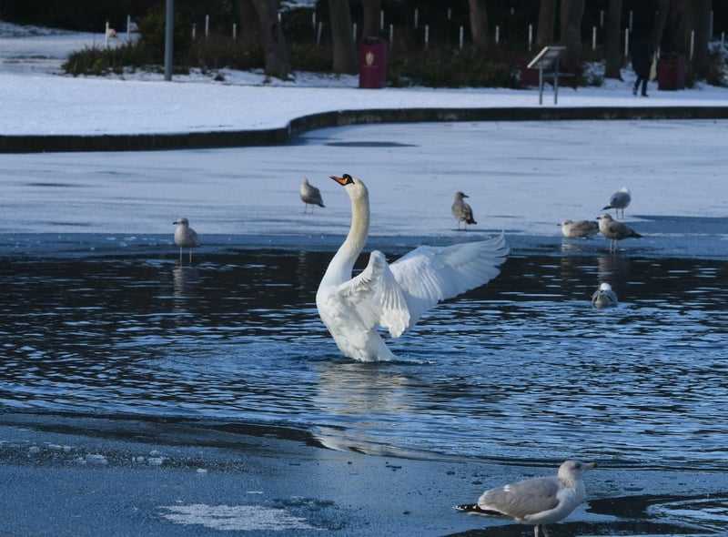 Winter scene in Bents Park last year.