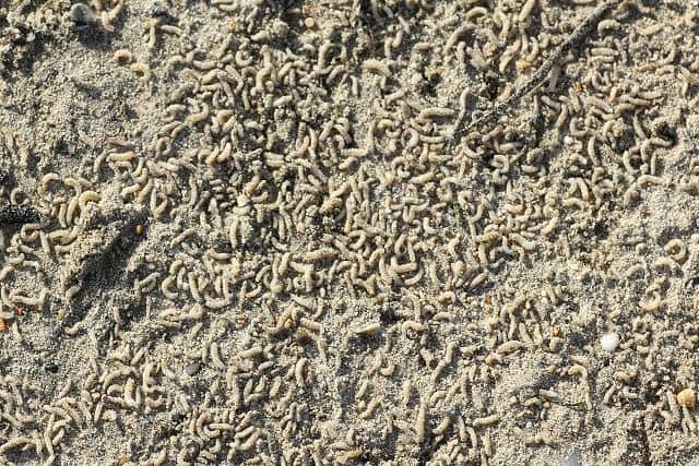 Maggots were found being washed up by the thousands on the incoming tide on the beach at Marazion, Cornwall. (PHOTO: APHOTOMARINE)
