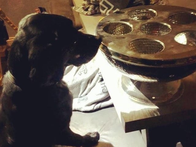 This canine colleague has been helping the Neighborhood Policing Team in Wisbech