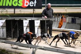 Newcastle Greyhounds.