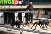 Newcastle Greyhounds.