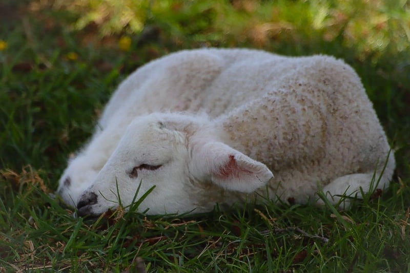 Janet took this picture of a lamb
