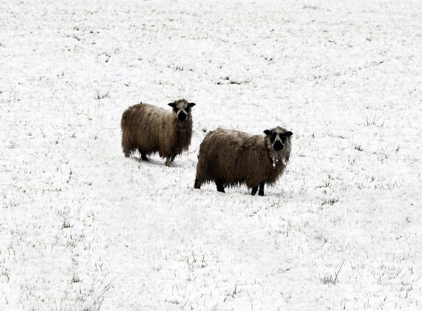 <p>Sheep braving the snow </p>