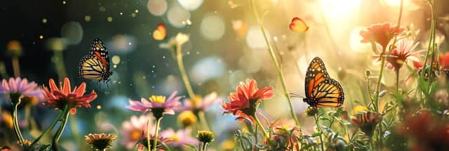 If you want to encourage bees and butterflies to your flower beds then think about some wildlife friendly summer bedding such as tobacco plants and petunias