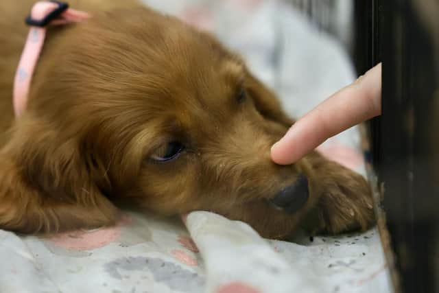 Shelters are full of dogs looking for new homes - Animal News Agency