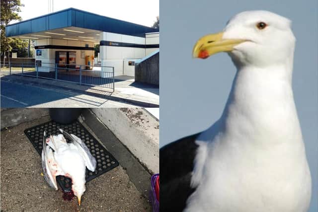 Resident have raised concerns about seagulls being shot in South Shields.