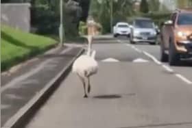 Runaway Rhea causes havoc in UK village.