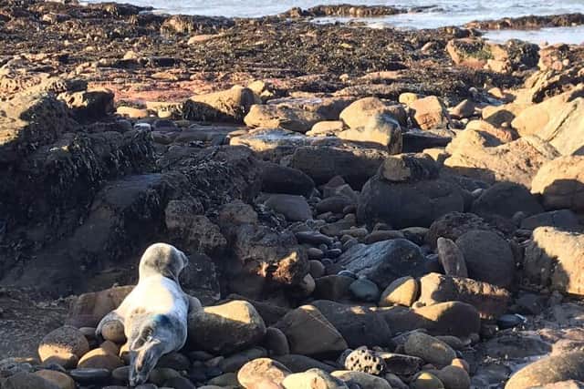 The seal pup was moved to Tynemouth Seal Hospital at St Mary's.