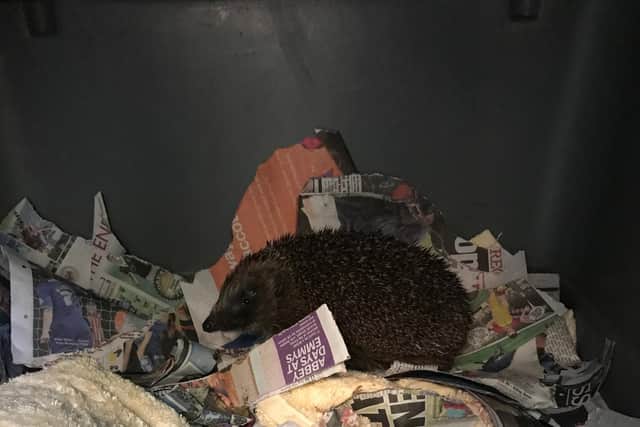 The hedgehog was rescued by the RSPCA and Tyne and Wear Fire and Rescue Service