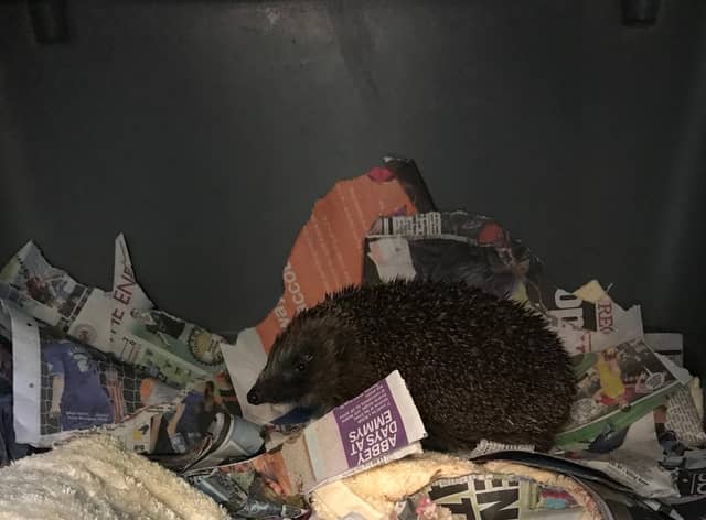 The hedgehog was rescued by the RSPCA and Tyne and Wear Fire and Rescue Service